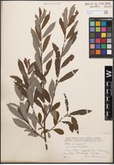 Foto von Salix cinerea L.